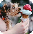 Dog and ice cream
